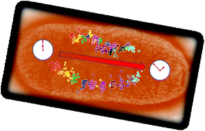 Graphical abstract: Metabolism in action: stable isotope probing using vibrational spectroscopy and SIMS reveals kinetic and metabolic flux of key substrates