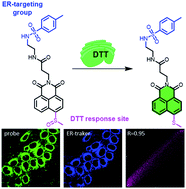 Graphical abstract: The development of an endoplasmic reticulum-targeting fluorescent probe for the imaging of 1,4-dithiothreitol (DTT) in living cells