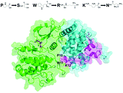 Graphical abstract: A computational study of Tat–CDK9–Cyclin binding dynamics and its implication in transcription-dependent HIV latency