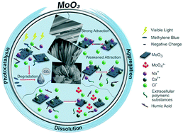 Graphical abstract: Inorganic salts and organic matter effects on nanorod, nanowire, and nanoplate MoO3 aggregation, dissolution, and photocatalysis