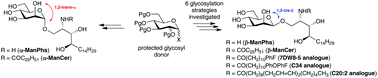 Graphical abstract: Synthetic preparation and immunological evaluation of β-mannosylceramide and related N-acyl analogues