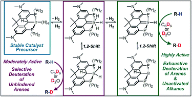 Graphical abstract: H/D exchange under mild conditions in arenes and unactivated alkanes with C6D6 and D2O using rigid, electron-rich iridium PCP pincer complexes