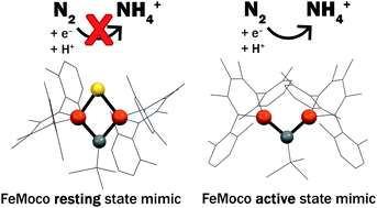 Graphical abstract: The influences of carbon donor ligands on biomimetic multi-iron complexes for N2 reduction