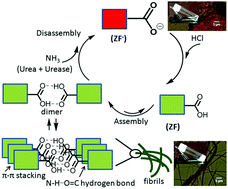 Graphical abstract: Acid-responsive fibrillation and urease-assisted defibrillation of phenylalanine: a transient supramolecular hydrogel