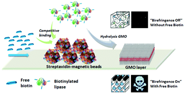 Graphical abstract: Lipid-based lyotropic liquid crystalline phase transitions as a novel assay platform using birefringence as the visual signal output