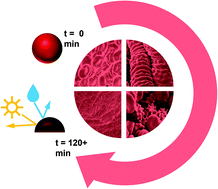 Graphical abstract: Protective mechanism of dried blood spheroids: stabilization of labile analytes in whole blood, plasma, and serum