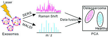 Graphical abstract: SERS and MALDI-TOF MS based plasma exosome profiling for rapid detection of osteosarcoma
