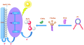 Graphical abstract: A photoelectrochemical biosensor based on SnO2 nanoparticles for phosphatidylcholine detection in soybean oil