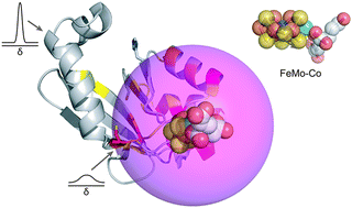 Graphical abstract: Environment and coordination of FeMo–co in the nitrogenase metallochaperone NafY