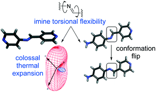 Graphical abstract: Solid-state behaviors of imines: colossal biaxial positive thermal expansion, motion capability, and phase transitions