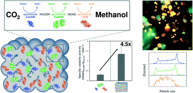 Graphical abstract: Improved biocatalytic cascade conversion of CO2 to methanol by enzymes Co-immobilized in tailored siliceous mesostructured cellular foams