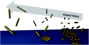 Graphical abstract: Influence of anisotropy on heterogeneous nucleation of gold nanorod assemblies