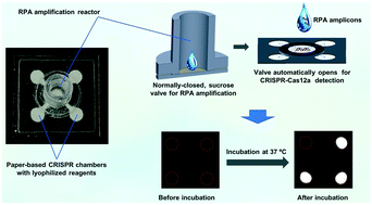 Graphical abstract: Autonomous lab-on-paper for multiplexed, CRISPR-based diagnostics of SARS-CoV-2