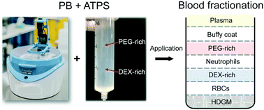 Graphical abstract: An automated centrifugal microfluidic assay for whole blood fractionation and isolation of multiple cell populations using an aqueous two-phase system