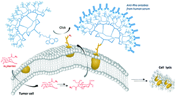 Graphical abstract: Metabolic labelling of cancer cells with glycodendrimers stimulate immune-mediated cytotoxicity