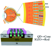 Graphical abstract: Visible-light-stimulated synaptic InGaZnO phototransistors enabled by wavelength-tunable perovskite quantum dots