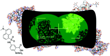 Graphical abstract: Dansyl–NA3 conjugates for glycoprotein detection through fluorescent tagging and native gel electrophoresis