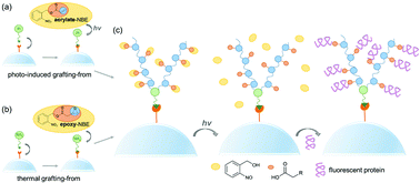 Graphical abstract: Hybrid silica micro-particles with light-responsive surface properties and Janus-like character