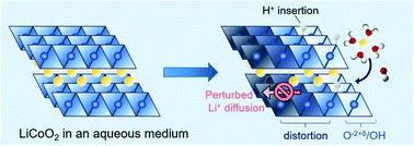 Graphical abstract: Understanding the interfacial reactions of LiCoO2 positive electrodes in aqueous lithium-ion batteries