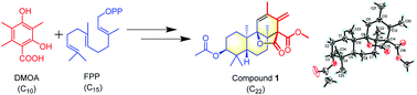 Graphical abstract: Janthinoid A, an unprecedented tri-nor-meroterpenoid with highly modified bridged 4a,1-(epoxymethano)phenanthrene scaffold, produced by the endophyte of Penicillium janthinellum TE-43