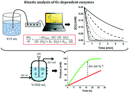 Graphical abstract: Framework of the kinetic analysis of O2-dependent oxidative biocatalysts for reaction intensification
