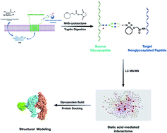 Graphical abstract: Glycan–protein cross-linking mass spectrometry reveals sialic acid-mediated protein networks on cell surfaces