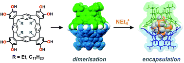 Graphical abstract: Rigid, biconical hydrogen-bonded dimers that strongly encapsulate cationic guests in solution and the solid state