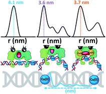 Graphical abstract: Cu(ii)-based DNA labeling identifies the structural link between transcriptional activation and termination in a metalloregulator