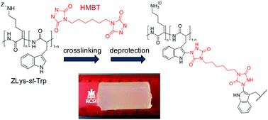 Graphical abstract: Antimicrobial and degradable triazolinedione (TAD) crosslinked polypeptide hydrogels
