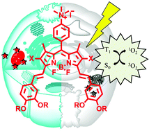 Graphical abstract: Mitochondrion-targeting PEGylated BODIPY dyes for near-infrared cell imaging and photodynamic therapy