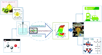 Graphical abstract: Enzymatic ethanolysis of high free fatty acid jatropha oil using Eversa Transform