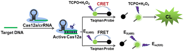 Graphical abstract: Chemiluminescence resonance energy transfer as a simple and sensitive readout mode for a CRISPR/Cas12a-based biosensing platform