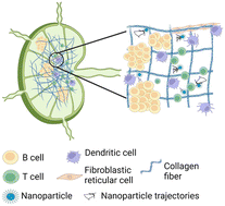 Graphical abstract: Multiple particle tracking (MPT) using PEGylated nanoparticles reveals heterogeneity within murine lymph nodes and between lymph nodes at different locations