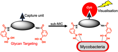 Graphical abstract: Imaging of antitubercular dimeric boronic acids at the mycobacterial cell surface by click-probe capture