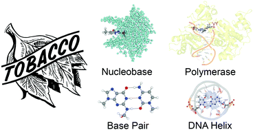 Graphical abstract: Multiscale computational investigations of the translesion synthesis bypass of tobacco-derived DNA adducts: critical insights that complement experimental biochemical studies