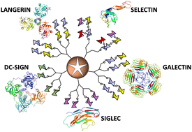 Graphical abstract: Multivalent glycosystems for human lectins