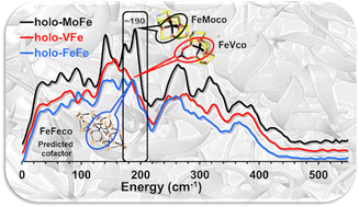 Graphical abstract: Structural correlations of nitrogenase active sites using nuclear resonance vibrational spectroscopy and QM/MM calculations