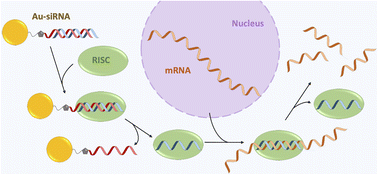 Graphical abstract: Silencing of proinflammatory NF-κB and inhibition of herpes simplex virus (HSV) replication by ultrasmall gold nanoparticles (2 nm) conjugated with small-interfering RNA