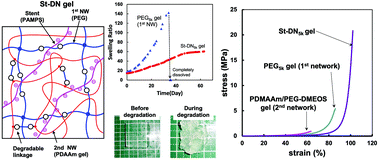 Graphical abstract: Synthesis of degradable double network gels using a hydrolysable cross-linker