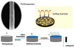 Graphical abstract: Recent advances in the utilization of polyaniline in protein detection: a short review