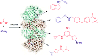 Graphical abstract: Reductive aminations by imine reductases: from milligrams to tons