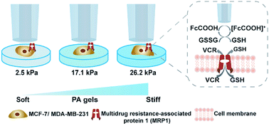 Graphical abstract: In situ monitoring of functional activity of extracellular matrix stiffness-dependent multidrug resistance protein 1 using scanning electrochemical microscopy