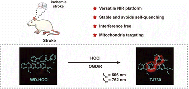 Graphical abstract: Imaging of hypochlorous acid in mitochondria using an asymmetric near-infrared fluorescent probe with large Stokes shift