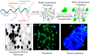 Graphical abstract: Cationic lipopolymeric nanoplexes containing the CRISPR/Cas9 ribonucleoprotein for genome surgery