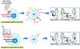 Graphical abstract: Magnetic hyperthermia induces effective and genuine immunogenic tumor cell death with respect to exogenous heating