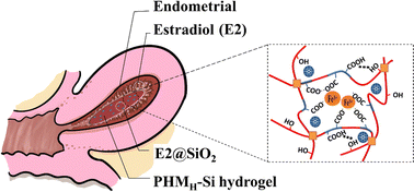 Graphical abstract: A mechanically robust and stable estradiol-loaded PHEMA-based hydrogel barrier for intrauterine adhesion treatment