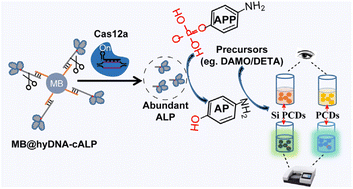 Graphical abstract: A one-tube dual-readout biosensor for detection of nucleic acids and non-nucleic acids using CRISPR-ALP tandem assay