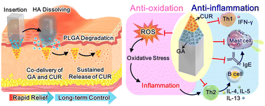 Graphical abstract: Double-layered PLGA/HA microneedle systems as a long-acting formulation of polyphenols for effective and long-term management of atopic dermatitis