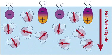 Graphical abstract: Biological lipid hydration: distinct mechanisms of interfacial water alignment and charge screening for model lipid membranes