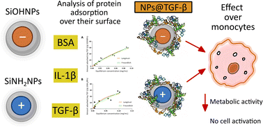 Graphical abstract: Adsorption of immunomodulatory proteins over silica nanoparticles and the in vitro effect